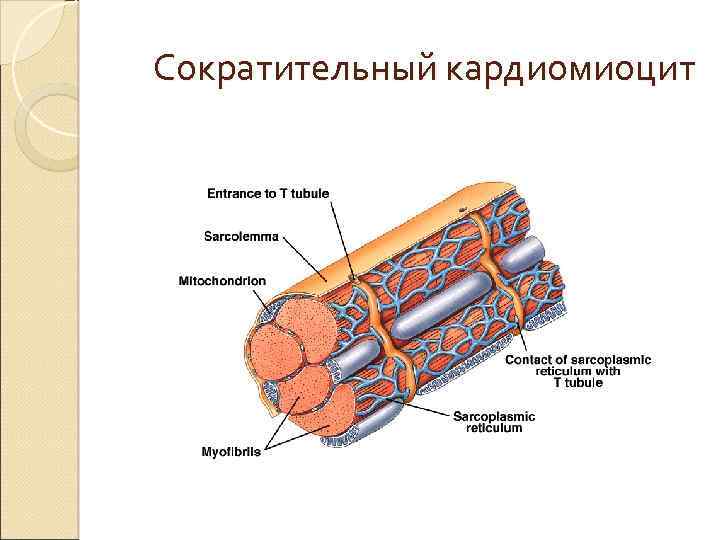 Строение кардиомиоцита схема