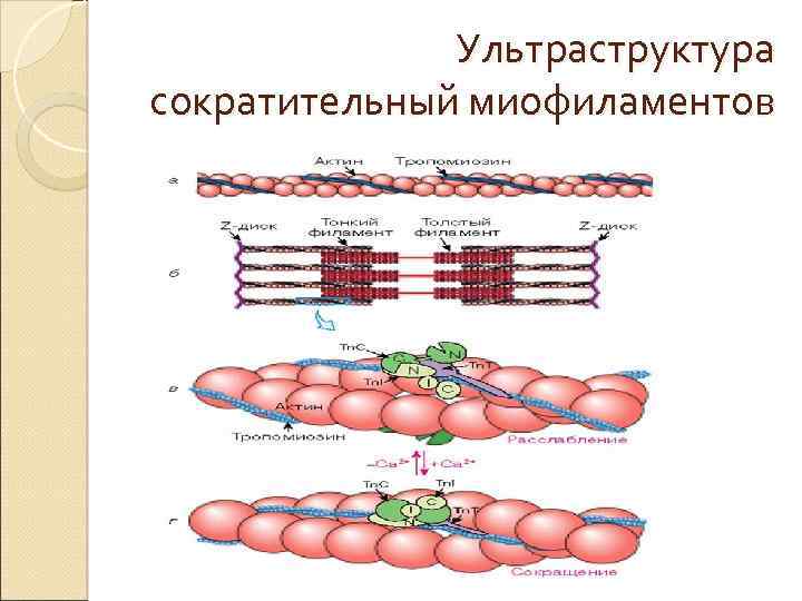 Ультраструктура сократительный миофиламентов 