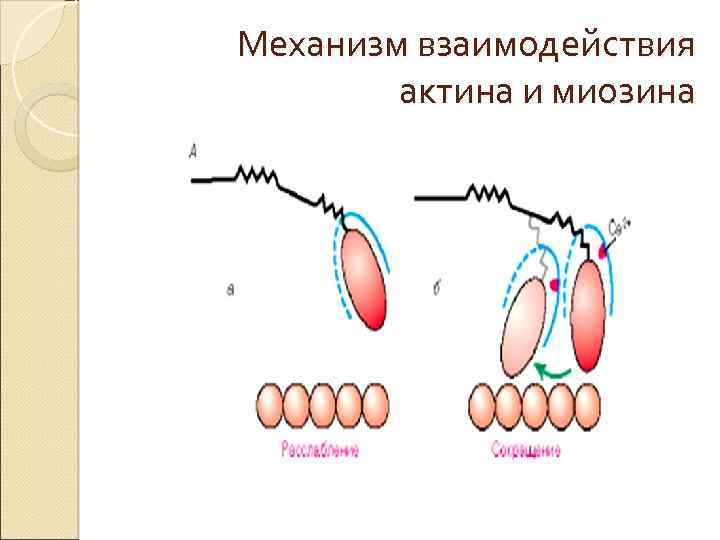 Механизм взаимодействия актина и миозина 