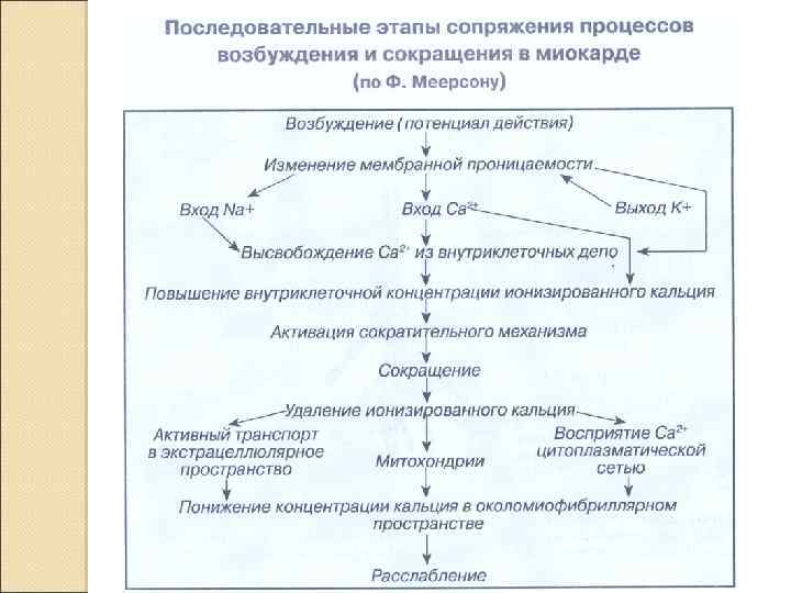 Схема электромеханического сопряжения в миокарде