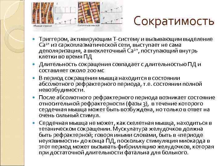 Сократимость Триггером, активирующим T-систему и вызывающим выделение Ca 2+ из саркоплазматической сети, выступает не