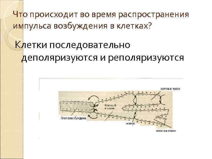 Что происходит во время распространения импульса возбуждения в клетках? Клетки последовательно деполяризуются и реполяризуются
