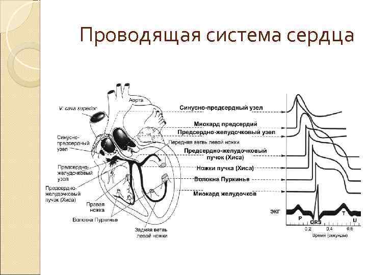 Физиология сердца схема