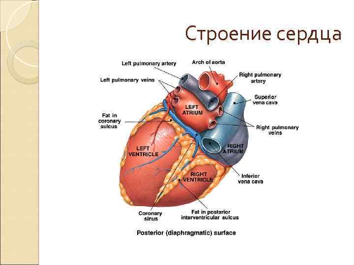 Строение сердца. Анатомия и физиология сердца.