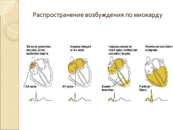 Последовательность возбуждения