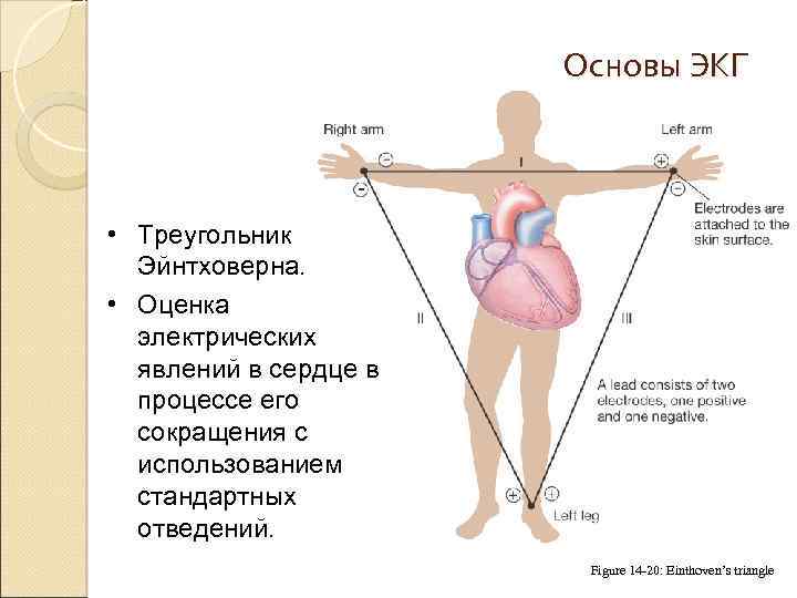 Физические основы электрокардиографии презентация