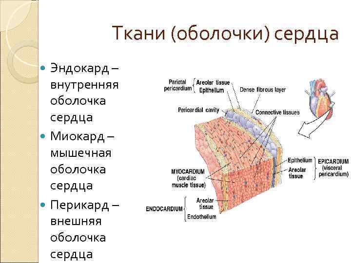 Наружная оболочка сердца