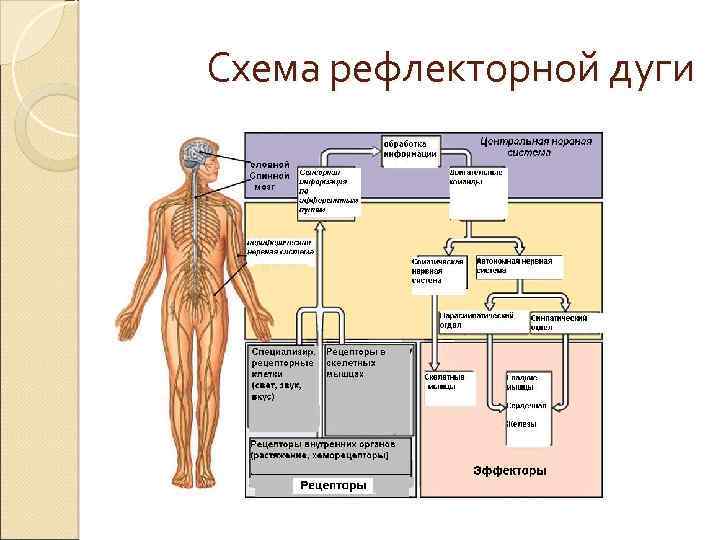 Схема рефлекторной дуги 