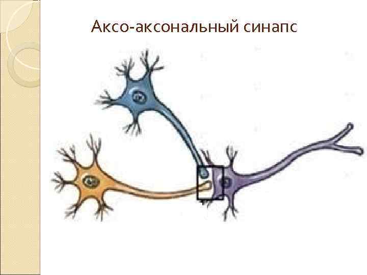 Аксо-аксональный синапс 