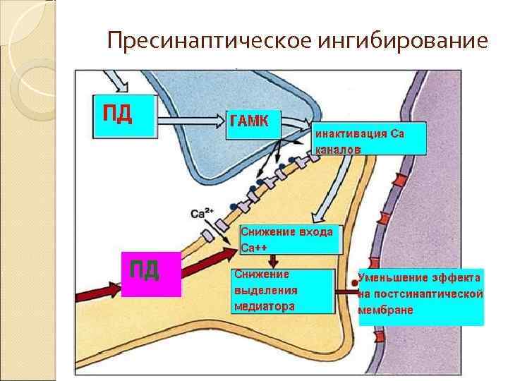 Пресинаптическое ингибирование 