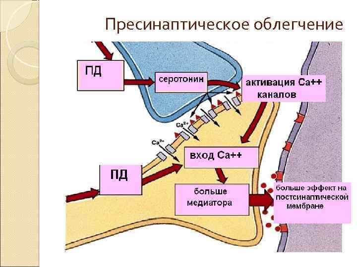 Пресинаптическое облегчение 