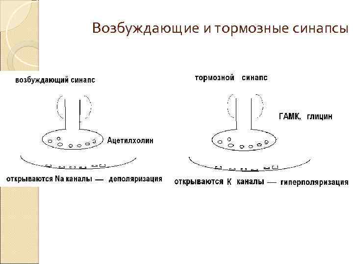 Возбуждающие и тормозные синапсы 