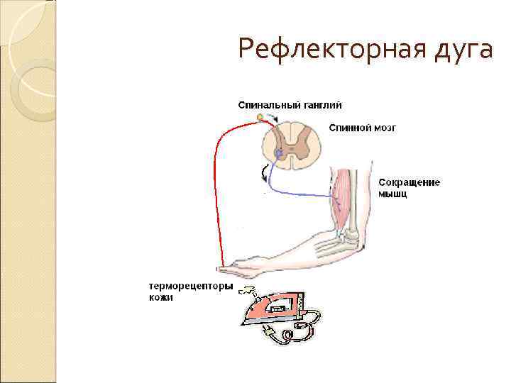 Рефлекторная дуга 