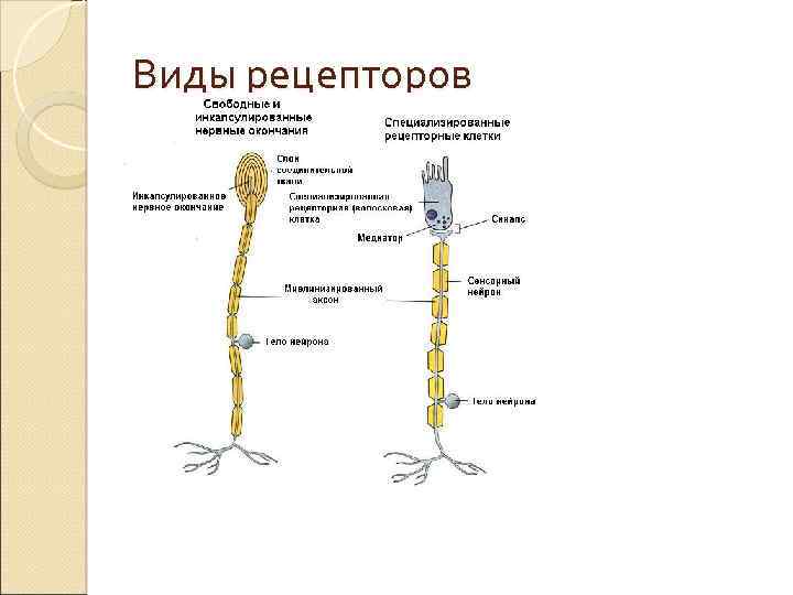 Виды рецепторов 