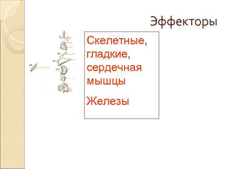 Эффекторы Скелетные, гладкие, сердечная мышцы Железы 