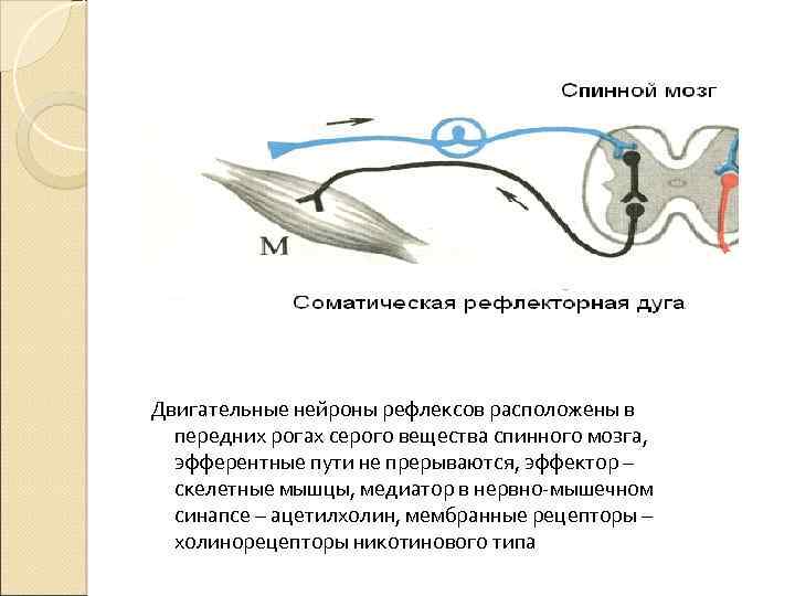 Соматическая рефлекторная дуга. Составные компоненты соматической рефлекторной дуги. Соматический спинальный рефлекс дуга. Рефлекторная дуга соматического спинального рефлекса. Рефлекторную дугу соматического спинномозгового рефлекса.