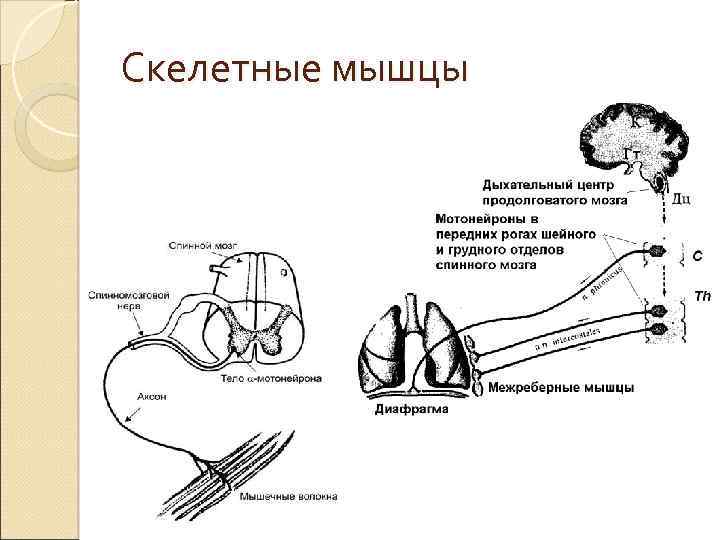Скелетные мышцы 