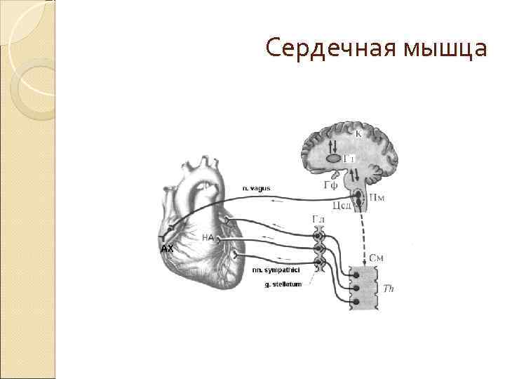 Сердечная мышца 
