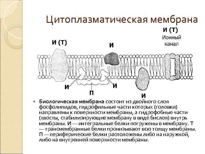 Органические мембраны. Бислой цитоплазматическая мембрана. Схема строения цитоплазматической мембраны. Наружная цитоплазматическая мембрана схема. Плазмолемма – наружная цитоплазматическая мембрана,.