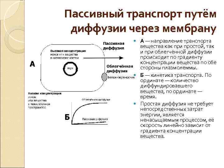 Пассивный транспорт путём диффузии через мембрану А — направление транспорта вещества как при простой,