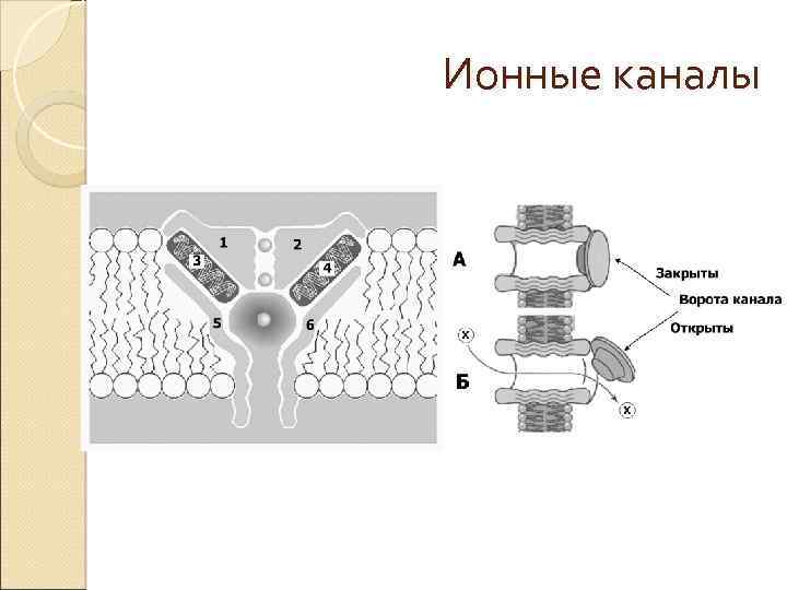 Структурно функциональные элементы ткани. Ионные каналы. Ионные каналы нейрона. Нейрон строение ионные каналы. Каналы в нейроне.