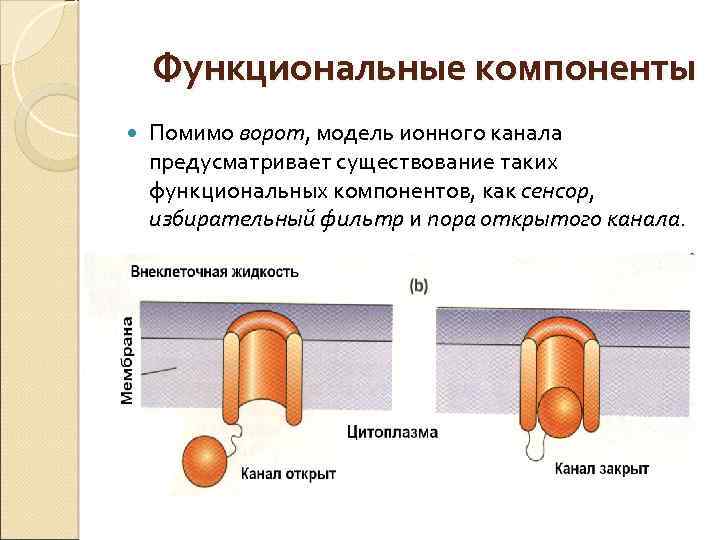 Функциональные компоненты Помимо ворот, модель ионного канала ворот предусматривает существование таких функциональных компонентов, как