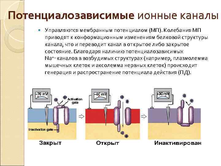 Потенциалозависимые ионные каналы Управляются мембранным потенциалом (МП). Колебания МП приводят к конформационным изменениям белковой