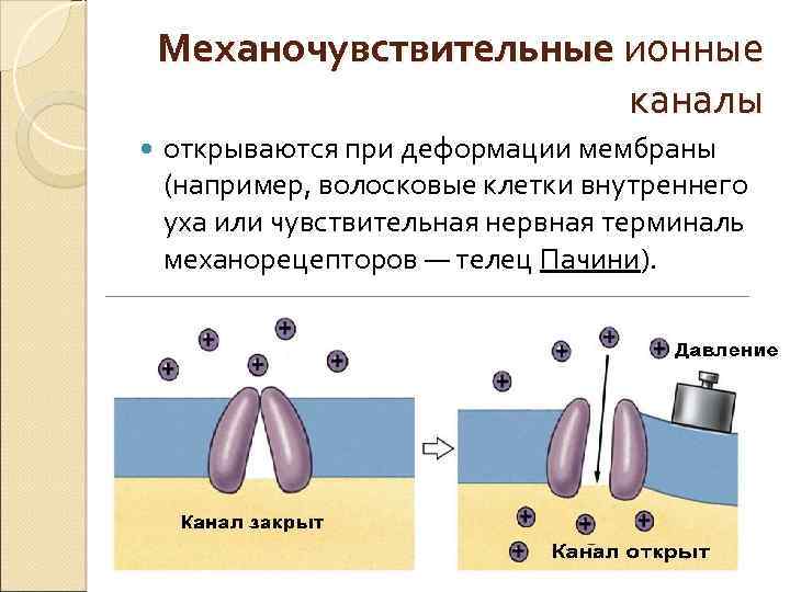 На рисунке изображена реакция механорецепторов на изменения раздражителей на примере телец пачини