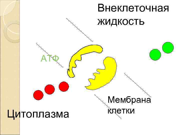 Внеклеточная жидкость АТФ Цитоплазма Мембрана клетки 