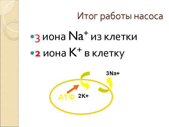 Итог работы насоса + из клетки 3 иона Na + в клетку 2 иона