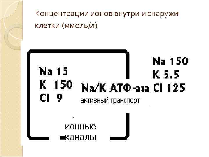 Концентрации ионов внутри и снаружи клетки (ммоль/л) 