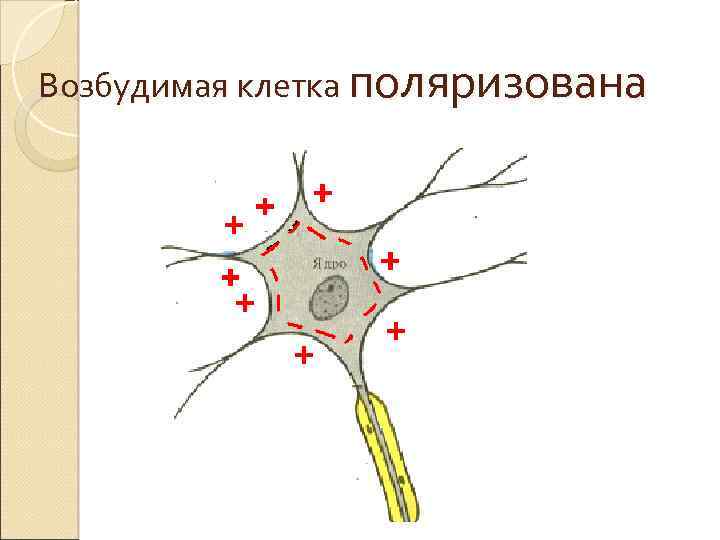 Возбудимая клетка поляризована 