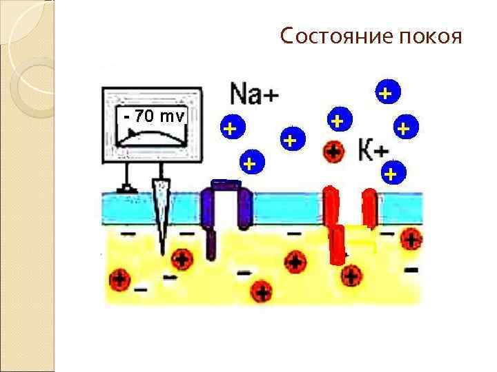 Состояние покоя 