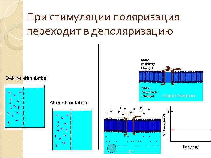 При стимуляции поляризация переходит в деполяризацию Before stimulation Inside Neuron After stimulation Na A