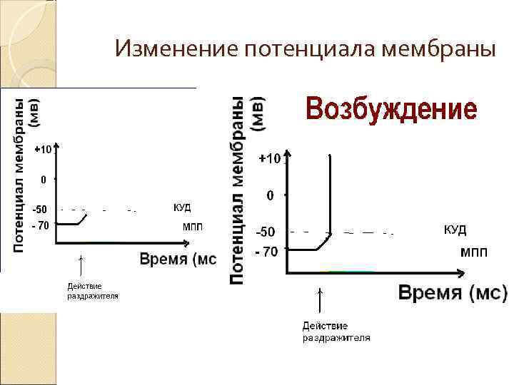 Изменение потенциала мембраны 