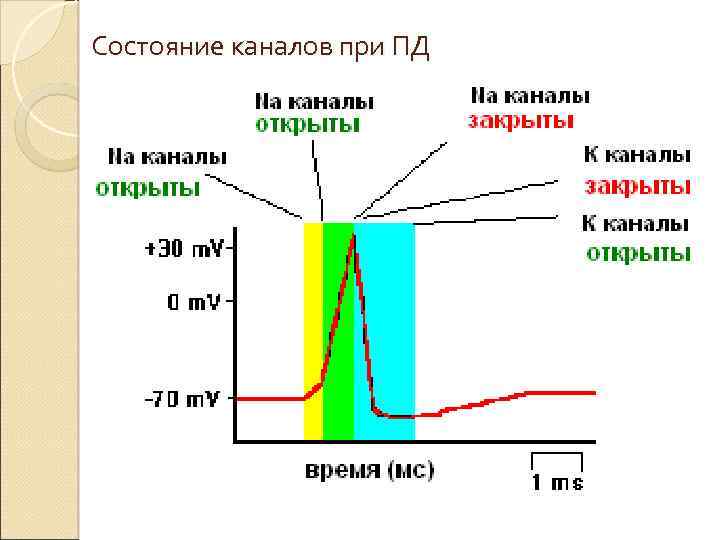 Состояние каналов при ПД 
