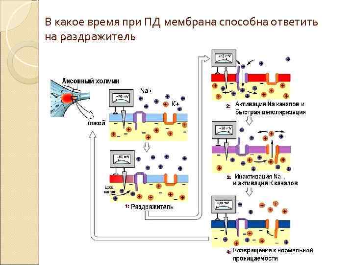 В какое время при ПД мембрана способна ответить на раздражитель 