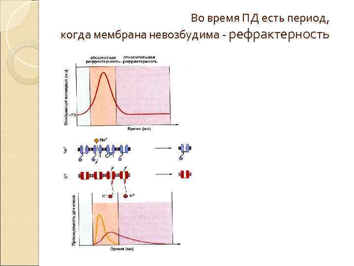 Во время ПД есть период, когда мембрана невозбудима - рефрактерность 