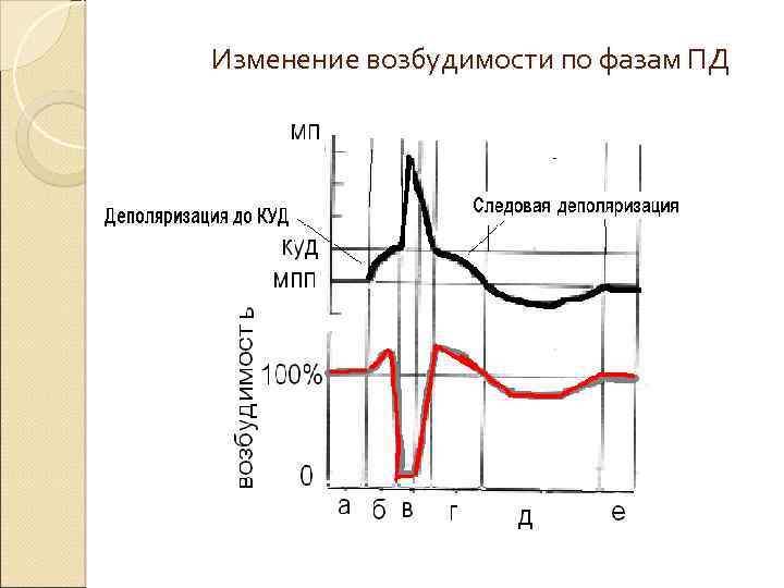Изменение возбудимости по фазам ПД 
