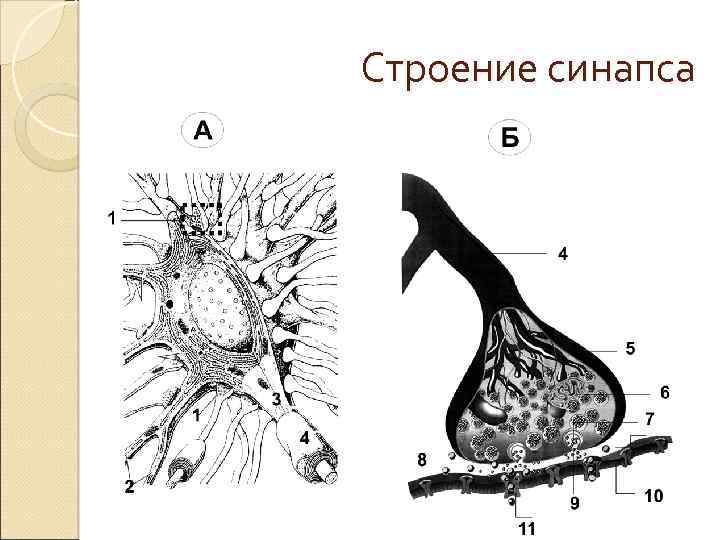 Строение синапса 
