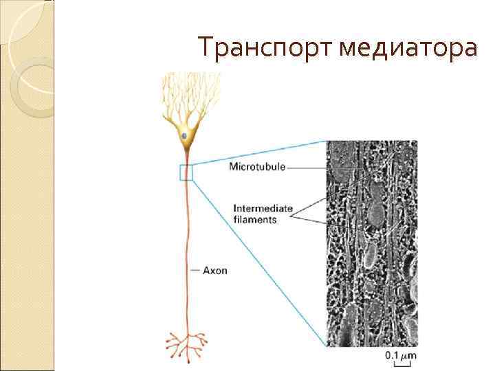 Транспорт медиатора 