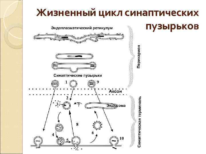 Жизненный цикл синаптических пузырьков 