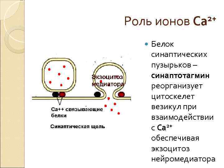 На рисунке изображена схема холинергического синапса объясните роль ионов кальция