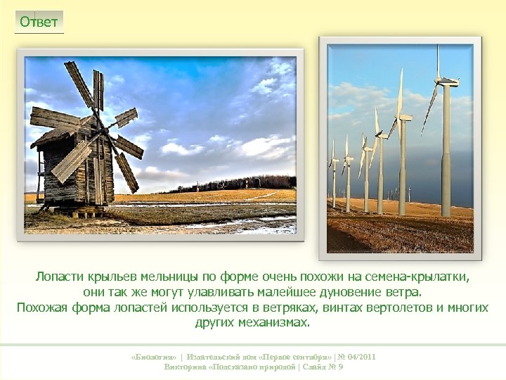 Ответ Лопасти крыльев мельницы по форме очень похожи на семена-крылатки, они так же могут