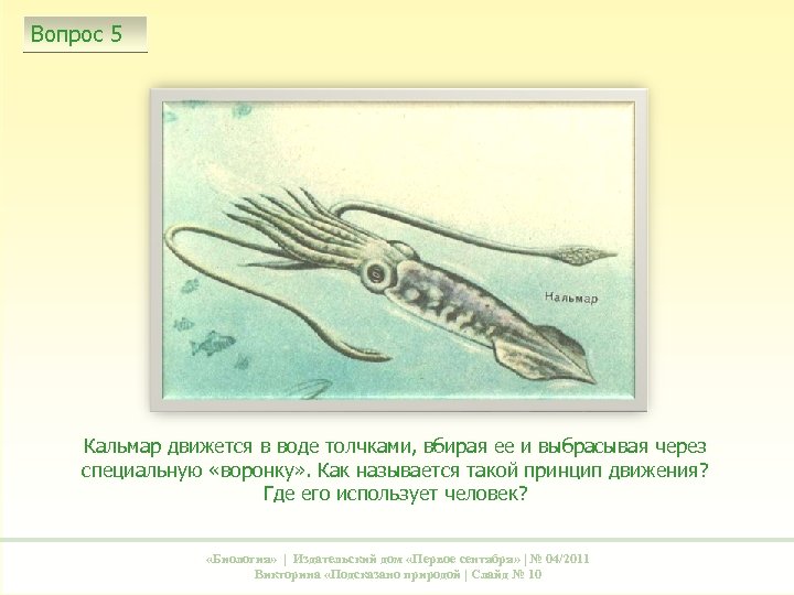 Вопрос 5 Кальмар движется в воде толчками, вбирая ее и выбрасывая через специальную «воронку»