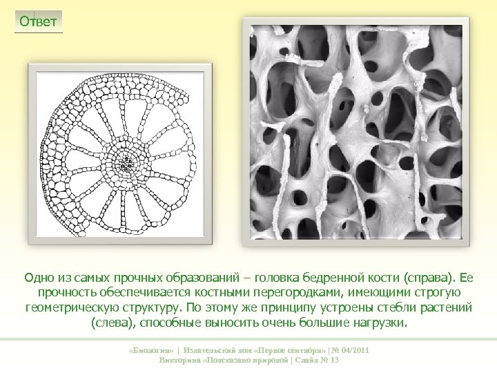 Ответ Одно из самых прочных образований – головка бедренной кости (справа). Ее прочность обеспечивается