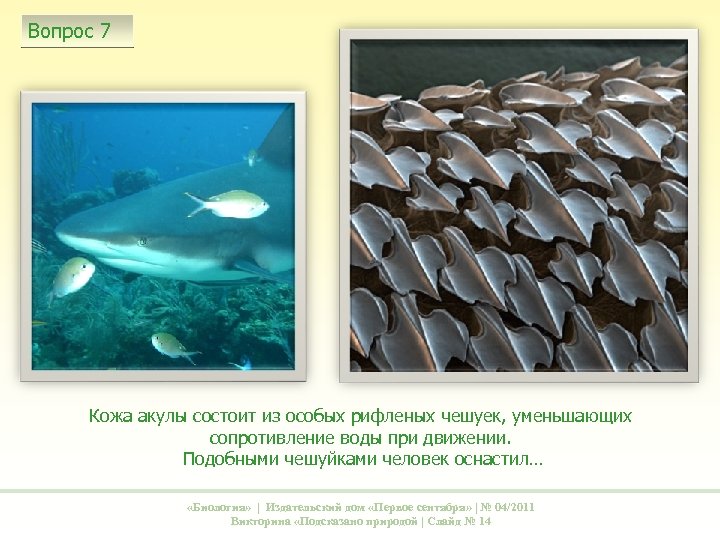 Вопрос 7 Кожа акулы состоит из особых рифленых чешуек, уменьшающих сопротивление воды при движении.