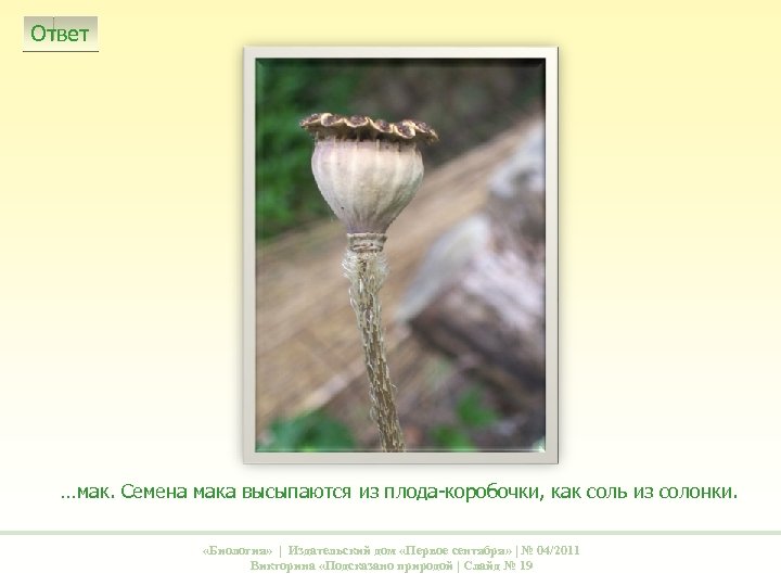 Ответ …мак. Семена мака высыпаются из плода-коробочки, как соль из солонки. «Биология» | Издательский