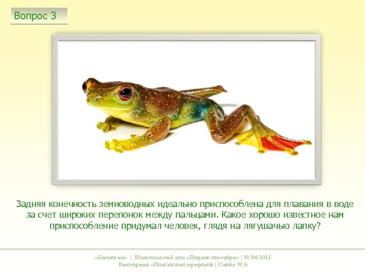 Вопрос 3 Задняя конечность земноводных идеально приспособлена для плавания в воде за счет широких