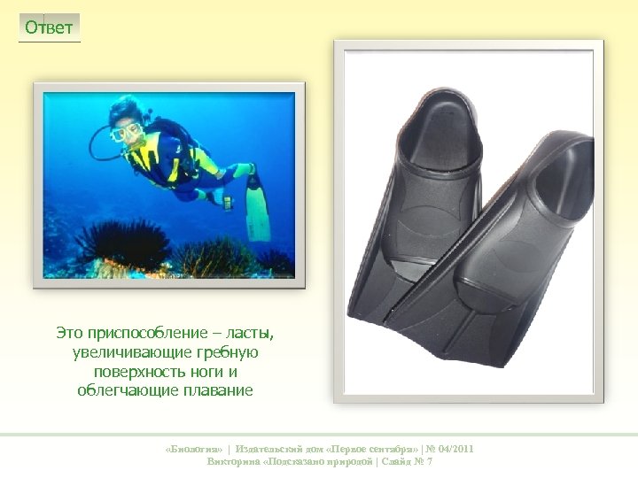 Ответ Это приспособление – ласты, увеличивающие гребную поверхность ноги и облегчающие плавание «Биология» |